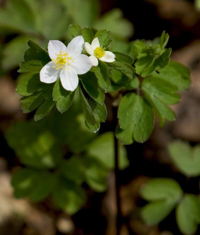 False Rue Anemone