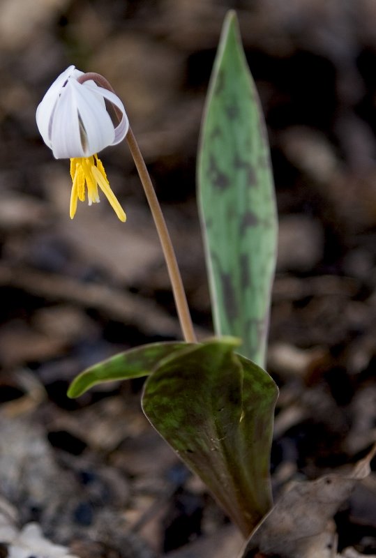 White Dogtooth Violet (Trout Lily)