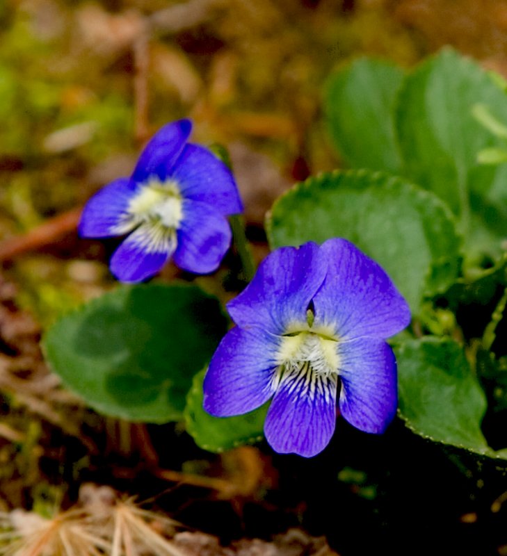Blue Violet