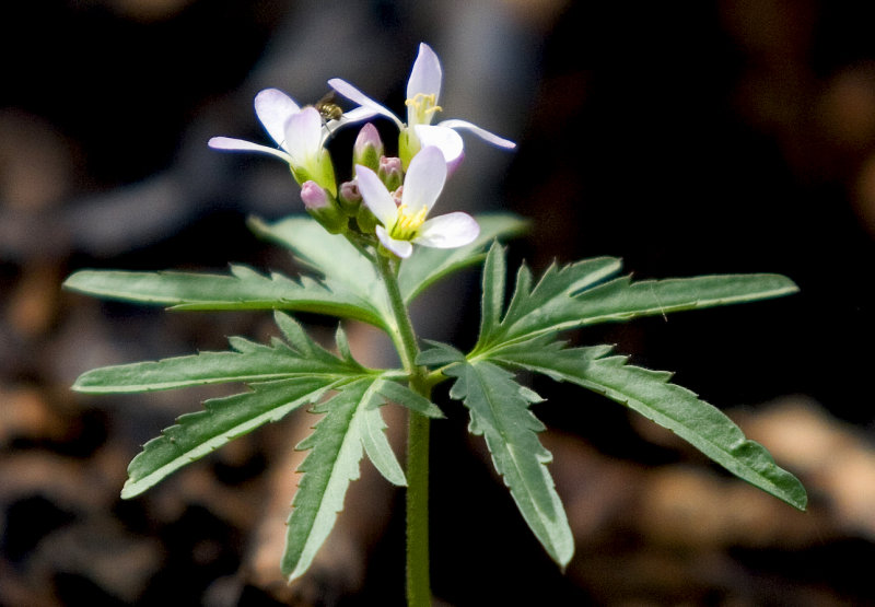 Toothwort