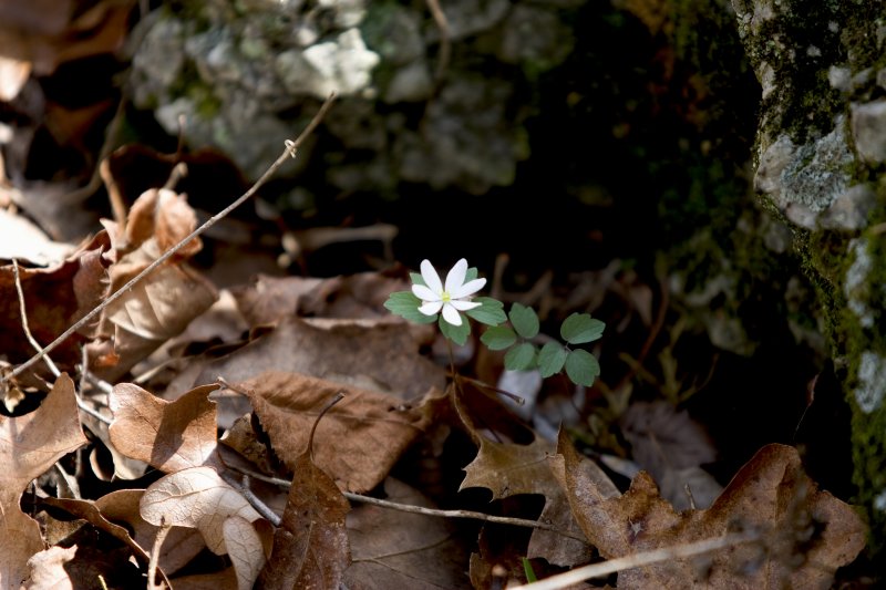 Rue Anemone