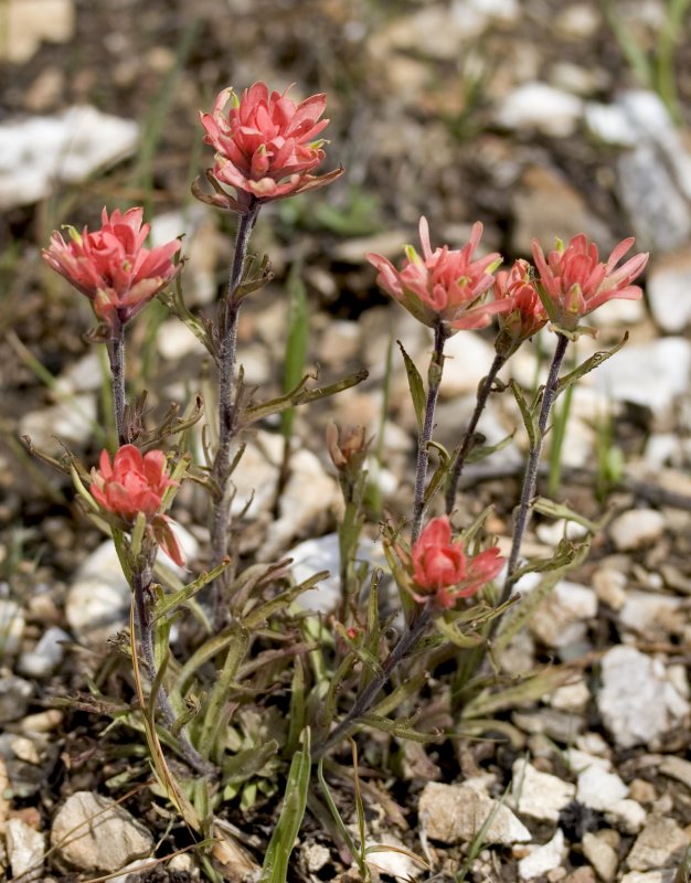 Indian Paintbrush