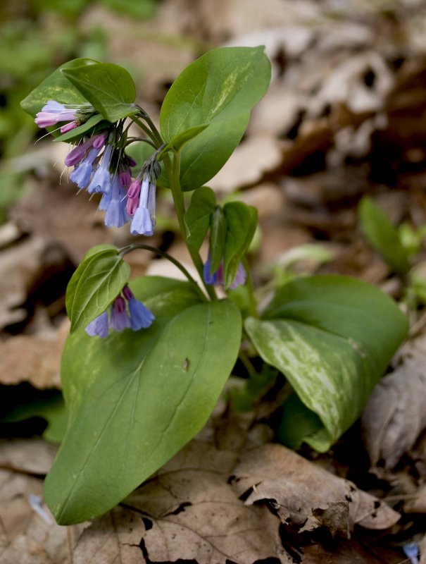 Bluebells