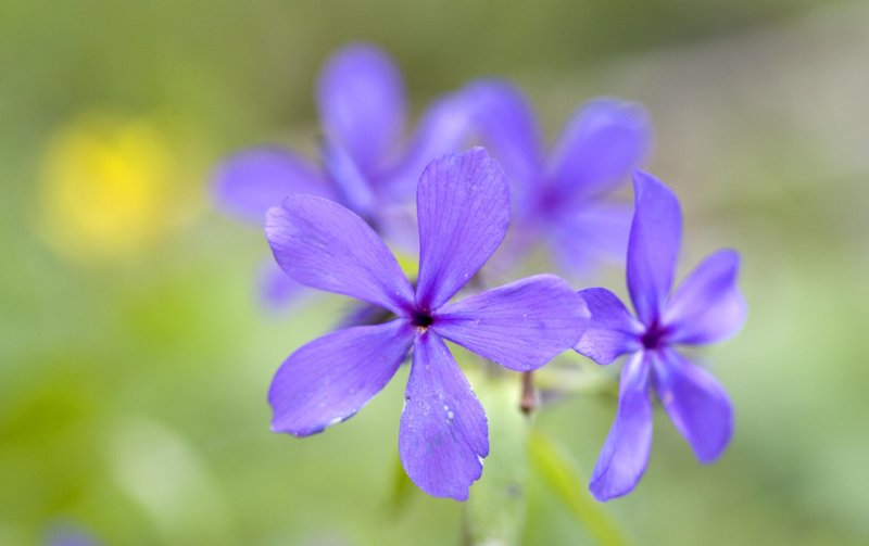 Blue Phlox