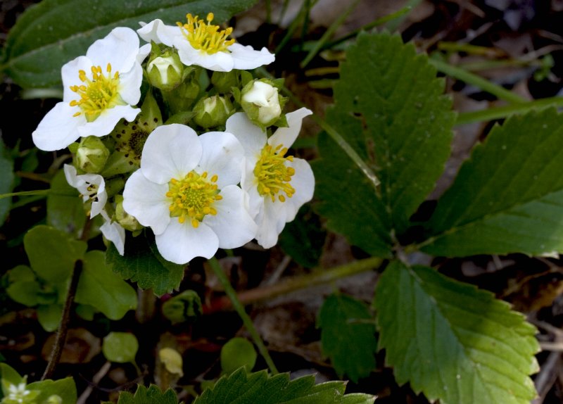 Wild Strawberry