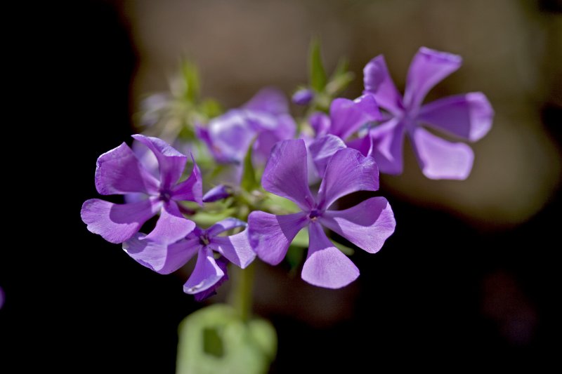 Wild Sweet William (Phlox Maculata)