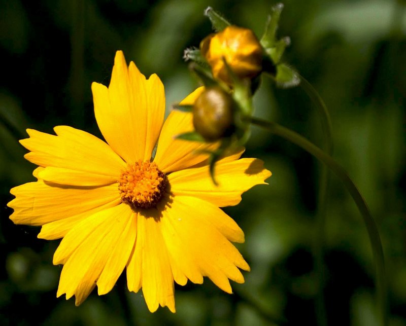 Tickseed Coreopsis