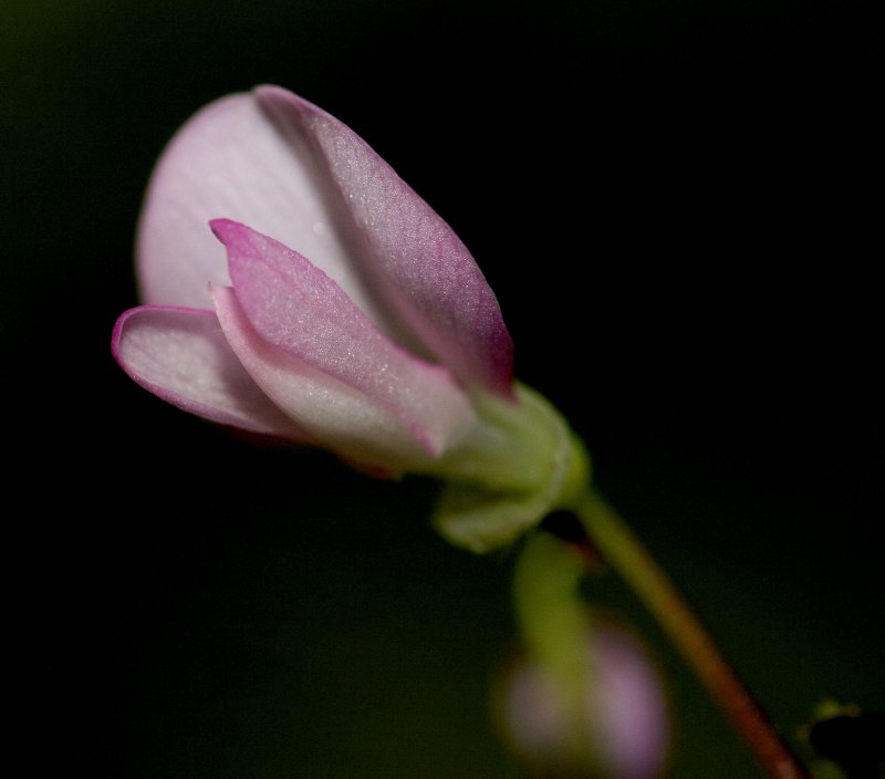Desmodium species