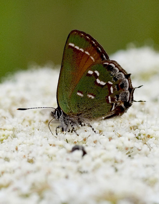 Juniper Hairstreak on Queen Annes Lace