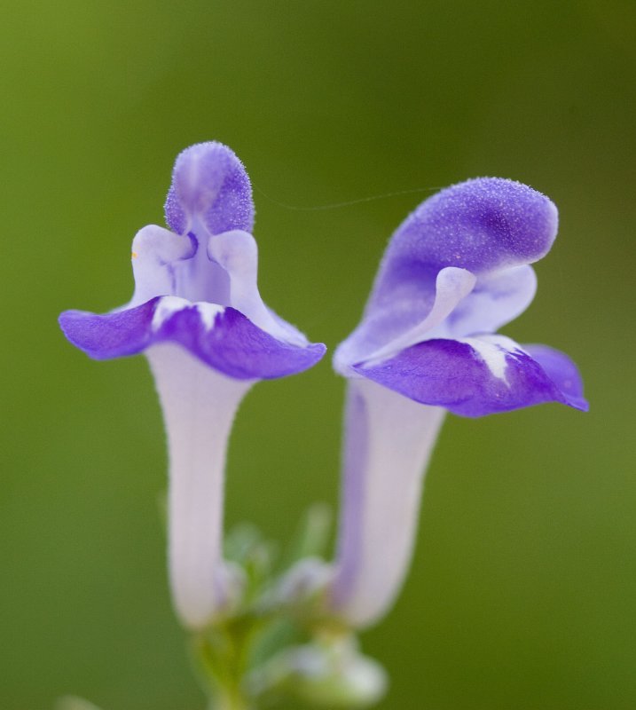 Downy Skullcap