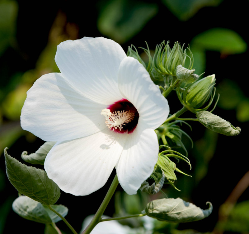 Rose Mallow