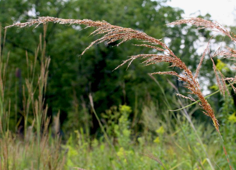 Indian Grass