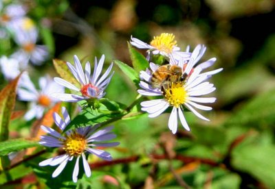 Asters and friend