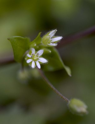 Common Chickweed