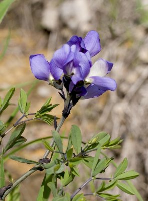 Blue False Indigo