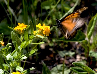 Hoary Puccoon with Friend