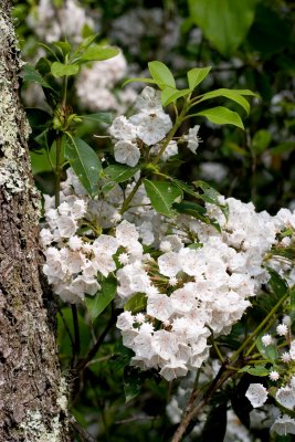 Mountain Laurel (kalmia latifolia)