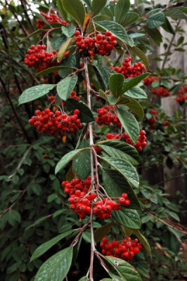 Red Berries