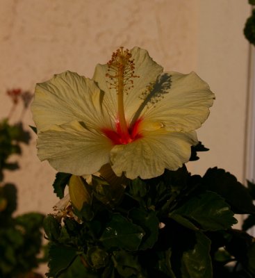 Hibiscus