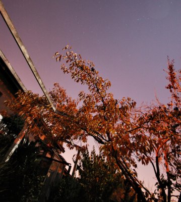 Fall Colors under the Full Moon