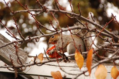 Squirrel Snacking