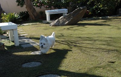 Buffy sprinting around the open space