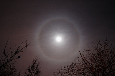 A Wolf Moon Halo