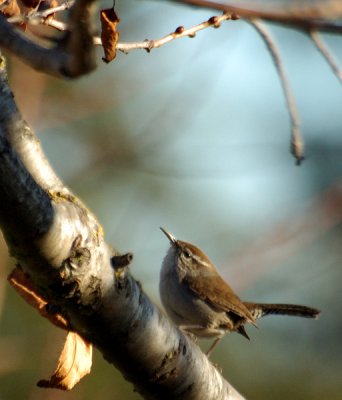 Little bird visits the yard