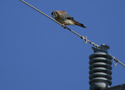 American Kestrel