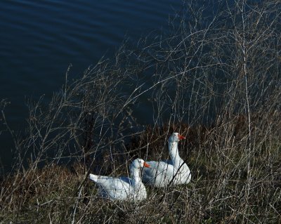 Sunning White Geese