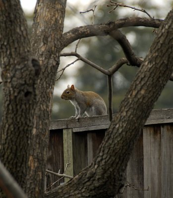 Neighborhood Squirrel