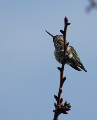 Wet Hummingbird