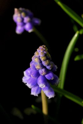 Grape Hyacinth