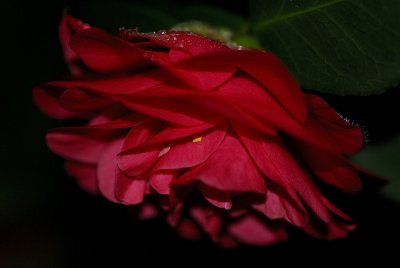 Red Camellia