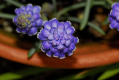 Top View of the Grape Hyacinth