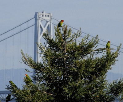 The Wild Parrots of Telegraph Hill