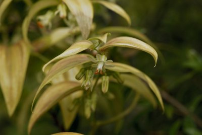 Flowering Vine