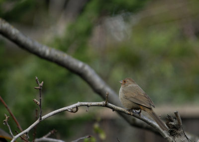 California Towhee