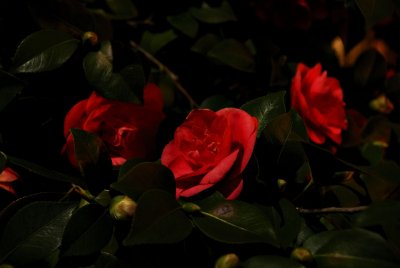 Moon lit Camellias