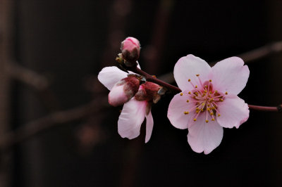 Spring blossoms