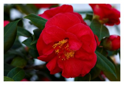 Giant Red Camellias