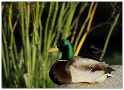 Mallard