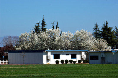 Flowering Pear Trees