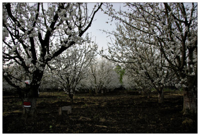 Blossoming Cherry Orchard