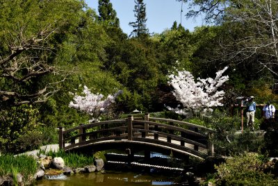 Cherry blossoms at Hakone Gardens