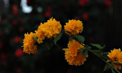 Some Yellow Flowers