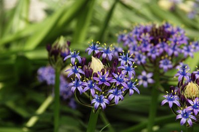 Caribbean Lily