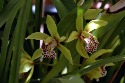 Some Green Cymbidiums