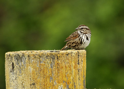 A Song Sparrow