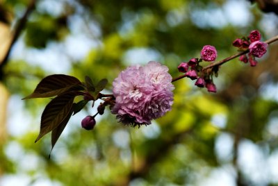 Cherry Blossoms